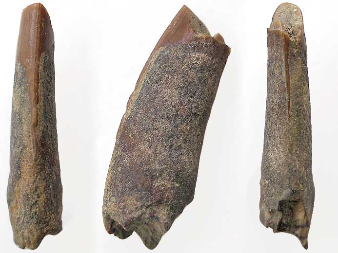 Dent de Ptrosaurien fossile jurassique Boulonnais